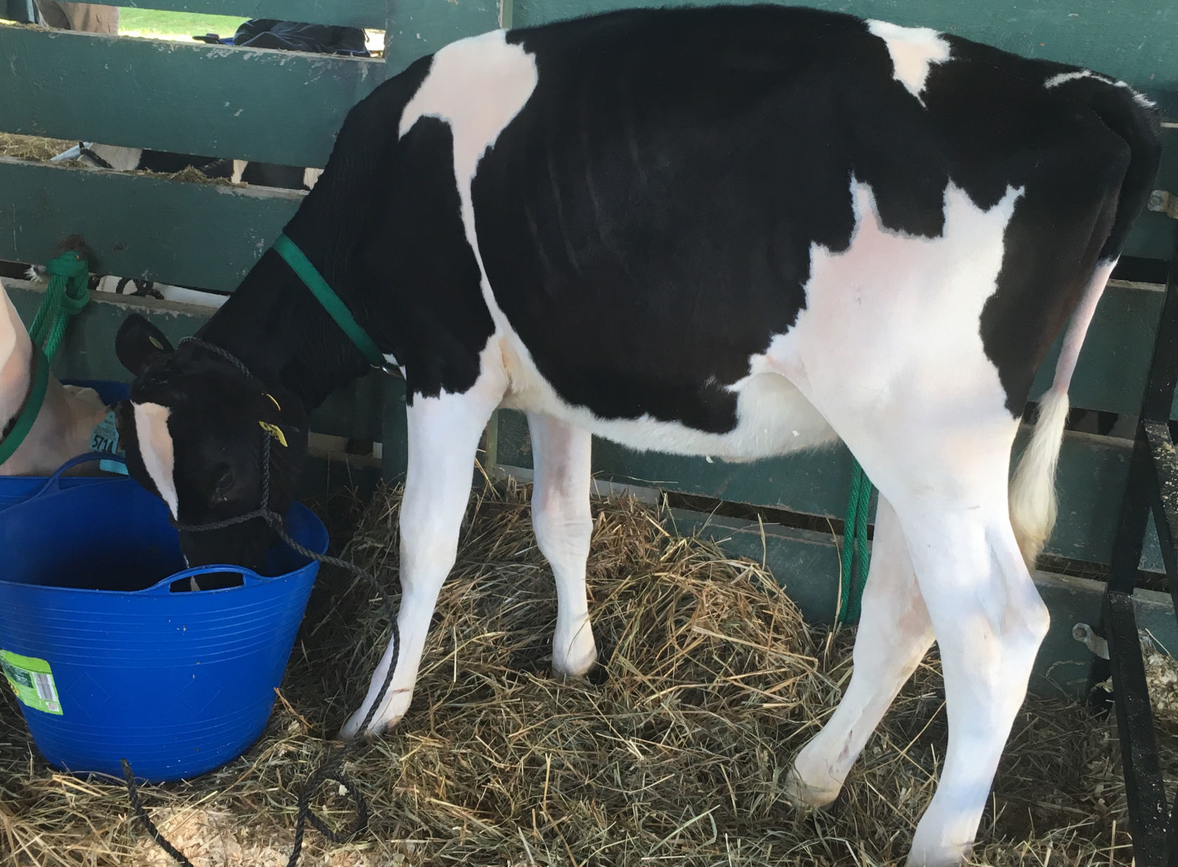 Early morning at the Washington County Fair